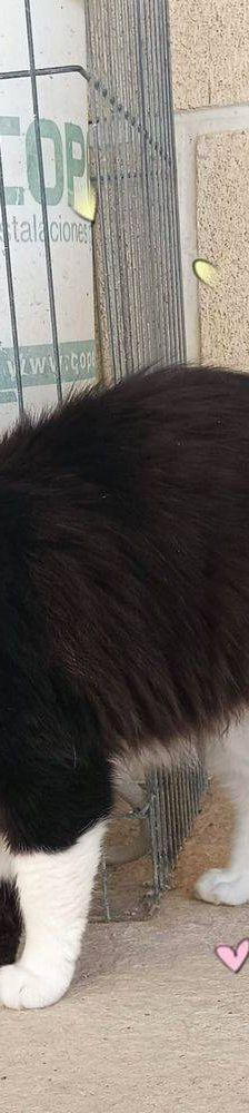 Pete – Langhaar-Mix, Männchen, 5 Jahre, 65520 Bad Camberg – Foto 3