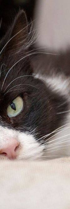 Pete – Langhaar-Mix, Männchen, 5 Jahre, 65520 Bad Camberg – Foto 21