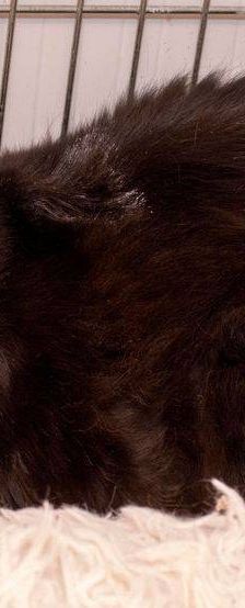 Pete – Langhaar-Mix, Männchen, 5 Jahre, 65520 Bad Camberg – Foto 4