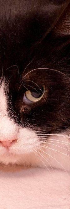 Pete – Langhaar-Mix, Männchen, 5 Jahre, 65520 Bad Camberg – Foto 5
