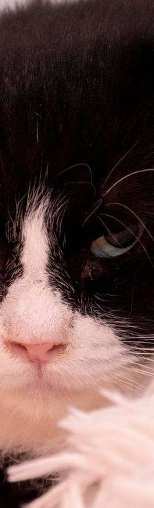 Pete – Langhaar-Mix, Männchen, 5 Jahre, 65520 Bad Camberg – Foto 6