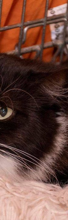 Pete – Langhaar-Mix, Männchen, 5 Jahre, 65520 Bad Camberg – Foto 7
