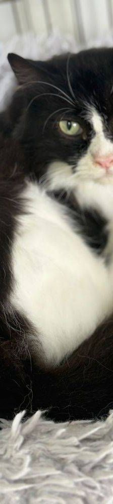 Pete – Langhaar-Mix, Männchen, 5 Jahre, 65520 Bad Camberg – Foto 8