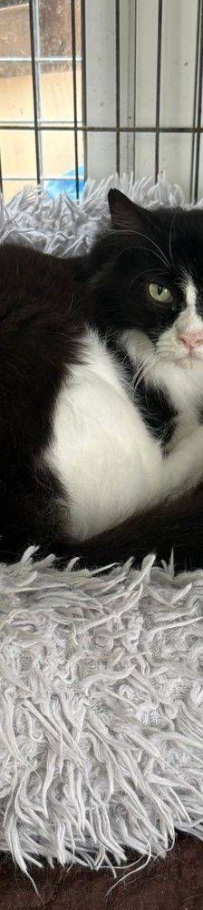 Pete – Langhaar-Mix, Männchen, 5 Jahre, 65520 Bad Camberg – Foto 9