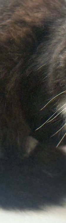 Pete – Langhaar-Mix, Männchen, 5 Jahre, 65520 Bad Camberg – Foto 10