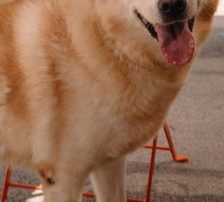 Eira (Capuccina) – Retriever – Schäferhund Mischling, Weibchen, 3 Jahre 11 Monate, Nordic Strays e.V. – Foto 1
