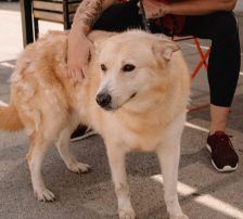 Eira (Capuccina) – Retriever – Schäferhund Mischling, Weibchen, 3 Jahre 11 Monate, Nordic Strays e.V. – Foto 2