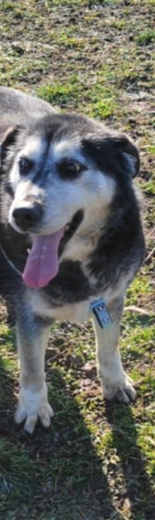 Shiva – Mischling, Weibchen, 5 Jahre, Nordic Strays e.V. – Foto 1