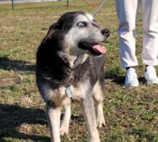 Shiva – Mischling, Weibchen, 5 Jahre, Nordic Strays e.V. – Foto 2