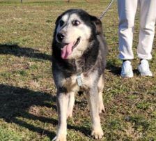 Shiva – Mischling, Weibchen, 5 Jahre, Nordic Strays e.V. – Foto 3