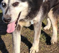 Shiva – Mischling, Weibchen, 5 Jahre, Nordic Strays e.V. – Foto 4