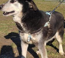 Shiva – Mischling, Weibchen, 5 Jahre, Nordic Strays e.V. – Foto 5