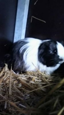 Brandy – Meerschweinchen, Weibchen, 1 Jahr, 39576 Stendal – Foto 1