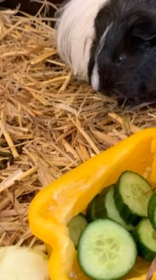 Brandy – Meerschweinchen, Weibchen, 1 Jahr, 39576 Stendal – Foto 8