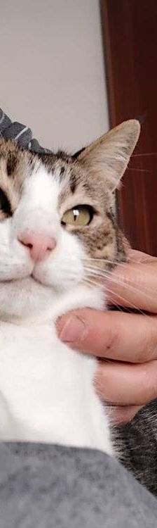 Mofletes – Europäisch Kurzhaar, Weibchen, 2 Jahre, 65520 Bad Camberg – Foto 14