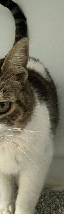 Mofletes – Europäisch Kurzhaar, Weibchen, 2 Jahre, 65520 Bad Camberg – Foto 4