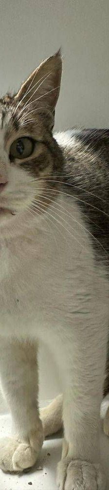 Mofletes – Europäisch Kurzhaar, Weibchen, 2 Jahre, 65520 Bad Camberg – Foto 6