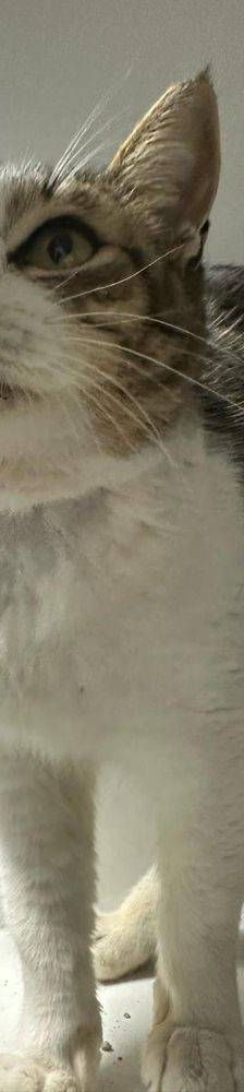 Mofletes – Europäisch Kurzhaar, Weibchen, 2 Jahre, 65520 Bad Camberg – Foto 7