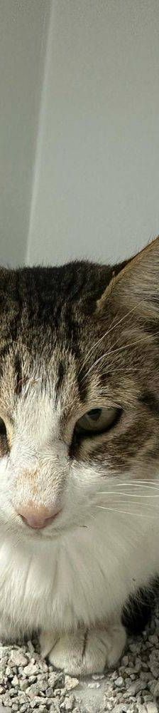 Mofletes – Europäisch Kurzhaar, Weibchen, 2 Jahre, 65520 Bad Camberg – Foto 8
