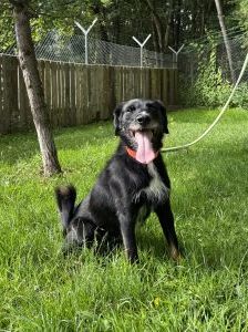 Loki – Mischling, Männchen, Alter unbekannt, 97525 Schwebheim – Foto 1