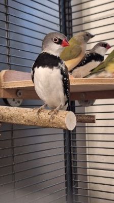 Noah und Oliver – Diamantfink, Männchen, 2 Jahre, 70195 Stuttgart-Botnang – Foto 2