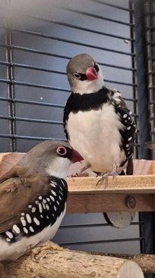 Noah und Oliver – Diamantfink, Männchen, 2 Jahre, 70195 Stuttgart-Botnang – Foto 3