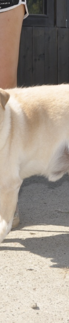 Lary – Labrador-Mischling, Männchen, 5 Jahre 4 Monate, Nordic Strays e.V. – Foto 1