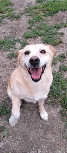 Lary – Labrador-Mischling, Männchen, 5 Jahre 4 Monate, Nordic Strays e.V. – Foto 2