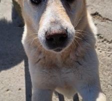 Lary – Labrador-Mischling, Männchen, 5 Jahre 4 Monate, Nordic Strays e.V. – Foto 3
