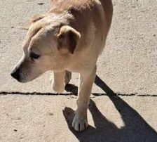 Lary – Labrador-Mischling, Männchen, 5 Jahre 4 Monate, Nordic Strays e.V. – Foto 4