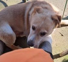 Lary – Labrador-Mischling, Männchen, 5 Jahre 4 Monate, Nordic Strays e.V. – Foto 5