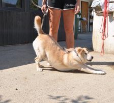 Lary – Labrador-Mischling, Männchen, 5 Jahre 4 Monate, Nordic Strays e.V. – Foto 6