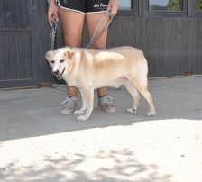 Lary – Labrador-Mischling, Männchen, 5 Jahre 4 Monate, Nordic Strays e.V. – Foto 7