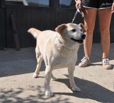 Lary – Labrador-Mischling, Männchen, 5 Jahre 4 Monate, Nordic Strays e.V. – Foto 8