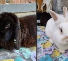 Yuki und Cookie – 1 Zwergwidder und 1 Löwenkopfkaninchen, Unbekannt, 3 Jahre 8 Monate, 70195 Stuttgart-Botnang – Foto 1