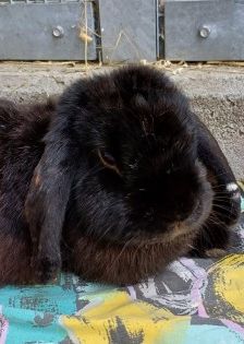 Yuki und Cookie – 1 Zwergwidder und 1 Löwenkopfkaninchen, Unbekannt, 3 Jahre 8 Monate, 70195 Stuttgart-Botnang – Foto 2