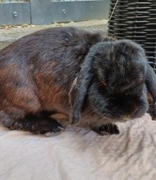 Yuki und Cookie – 1 Zwergwidder und 1 Löwenkopfkaninchen, Unbekannt, 3 Jahre 8 Monate, 70195 Stuttgart-Botnang – Foto 3