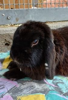 Yuki und Cookie – 1 Zwergwidder und 1 Löwenkopfkaninchen, Unbekannt, 3 Jahre 8 Monate, 70195 Stuttgart-Botnang – Foto 4