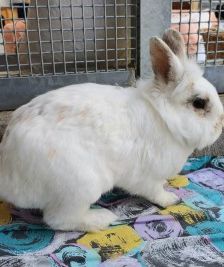 Yuki und Cookie – 1 Zwergwidder und 1 Löwenkopfkaninchen, Unbekannt, 3 Jahre 8 Monate, 70195 Stuttgart-Botnang – Foto 5