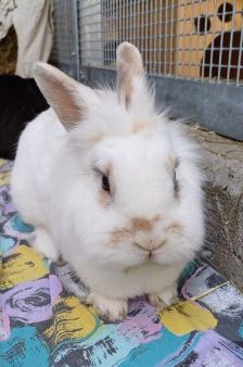 Yuki und Cookie – 1 Zwergwidder und 1 Löwenkopfkaninchen, Unbekannt, 3 Jahre 8 Monate, 70195 Stuttgart-Botnang – Foto 6