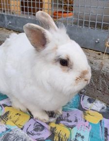 Yuki und Cookie – 1 Zwergwidder und 1 Löwenkopfkaninchen, Unbekannt, 3 Jahre 8 Monate, 70195 Stuttgart-Botnang – Foto 7