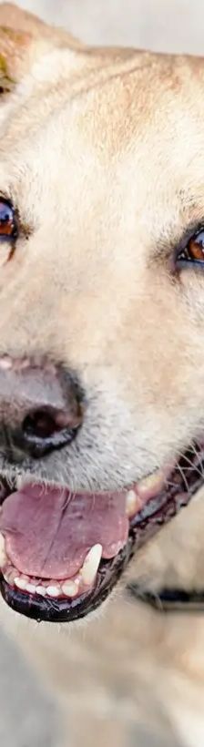 Sam – Terrier-Mix, Männchen, 6 Jahre, 13057 Berlin – Foto 1