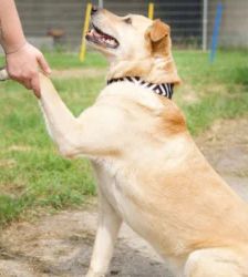 Sam – Terrier-Mix, Männchen, 6 Jahre, 13057 Berlin – Foto 2