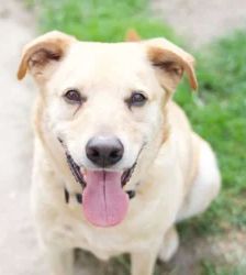 Sam – Terrier-Mix, Männchen, 6 Jahre, 13057 Berlin – Foto 3