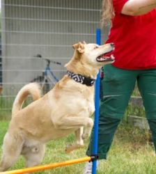 Sam – Terrier-Mix, Männchen, 6 Jahre, 13057 Berlin – Foto 4