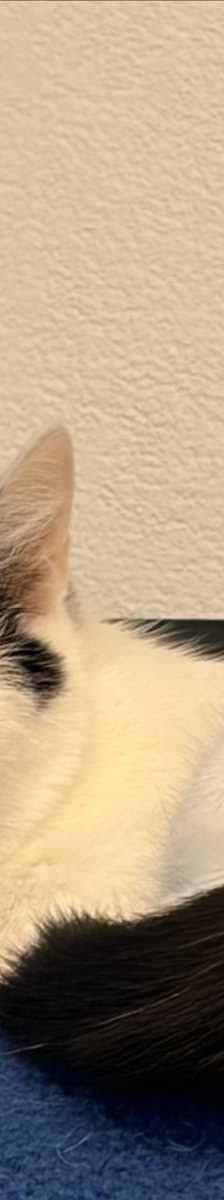 MINKA – Europäisch Kurzhaar, Weibchen, 2 Jahre, 81829 München – Foto 1