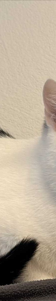MINKA – Europäisch Kurzhaar, Weibchen, 2 Jahre, 81829 München – Foto 2