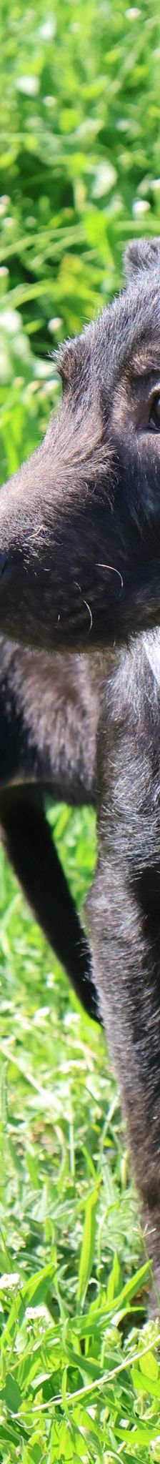 Noa – Mischling, Männchen, 8 Monate, Nordic Strays e.V. – Foto 2