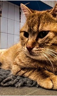 Chopper – EKH, Männchen, Alter unbekannt, 90537 Feucht – Foto 2