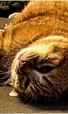 Chopper – EKH, Männchen, Alter unbekannt, 90537 Feucht – Foto 3